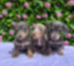 Blue and Tan Dachshunds