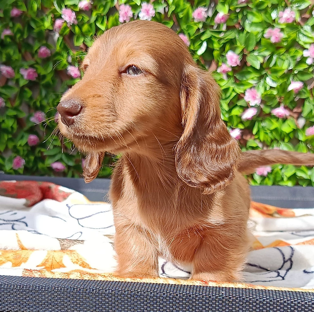 Long Hair Dachshund puppy
