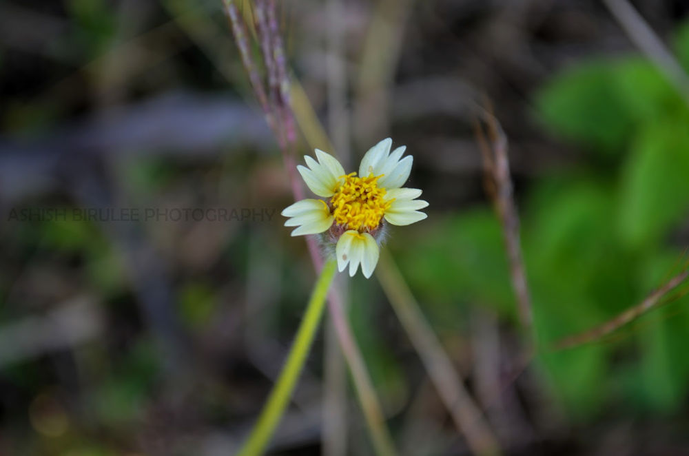 Did You Know About These Natural Medicines That Can Be Used To Heal