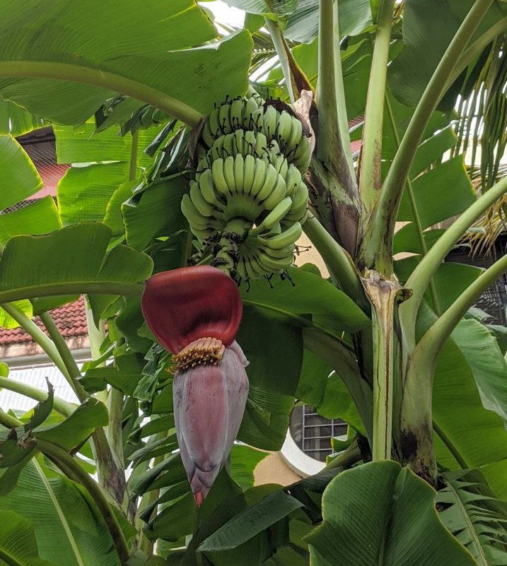 Paliyar Tribals In Tamil Nadu Use Every Part Of Banana And Plantain