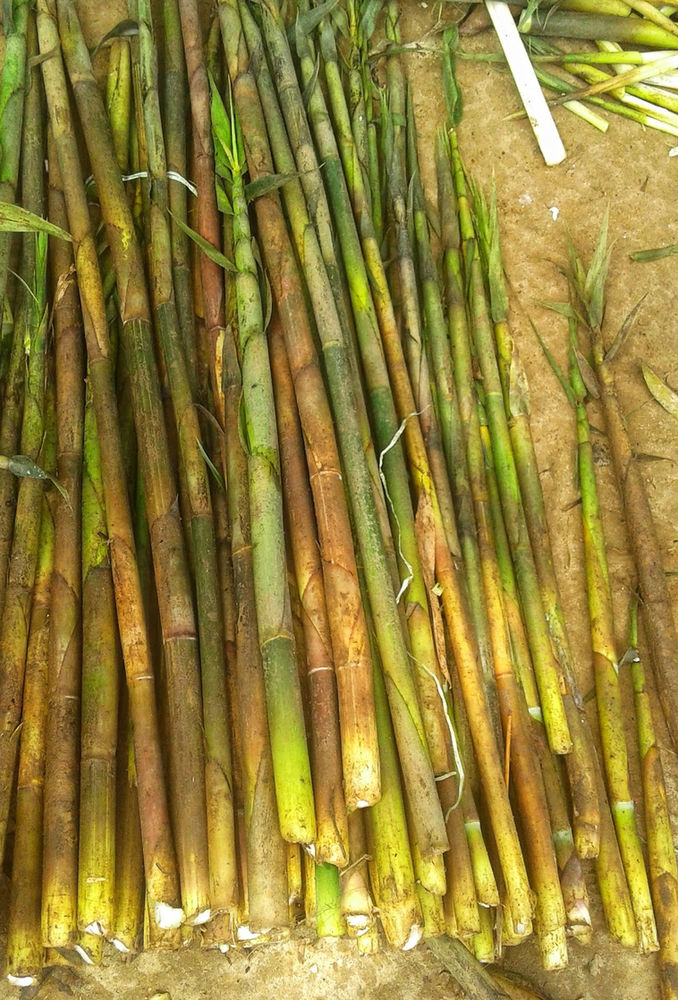 This Is How Bamboo Shoots Are Eaten In Tripura