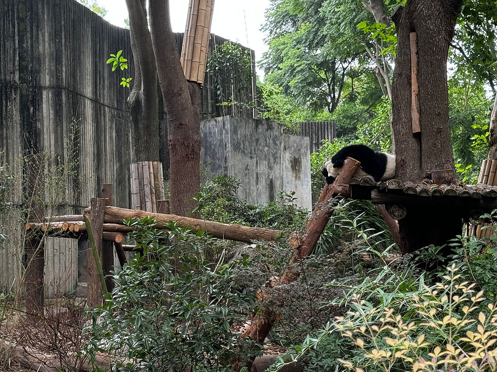 Panda Habitat 2