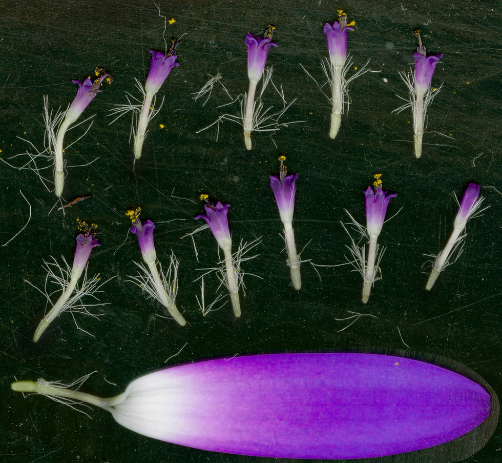 35731237-b9edca56-6dd6-4c10-b01e-f9a26ca27d68-0-Pericallis+senetti+ray+&+disk+flowers.jpg