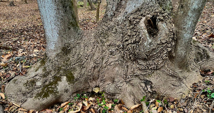 by GuruSangat Khalsa