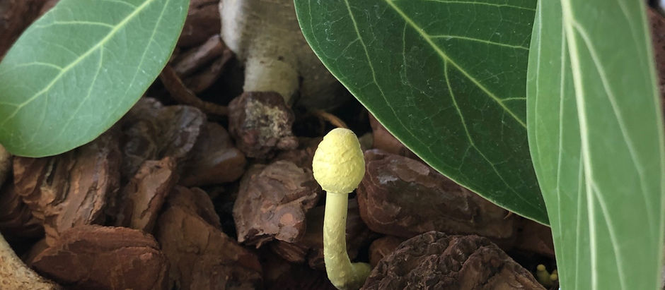 きのこ（茸）が