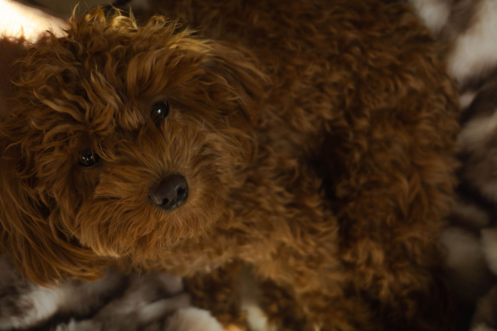 Little Dogs Resort x Minky Couture