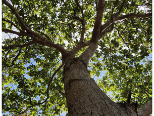 A tall tree in full leaf with many branches viewed from below with the blue sky above. This represents arboricultural surveys.