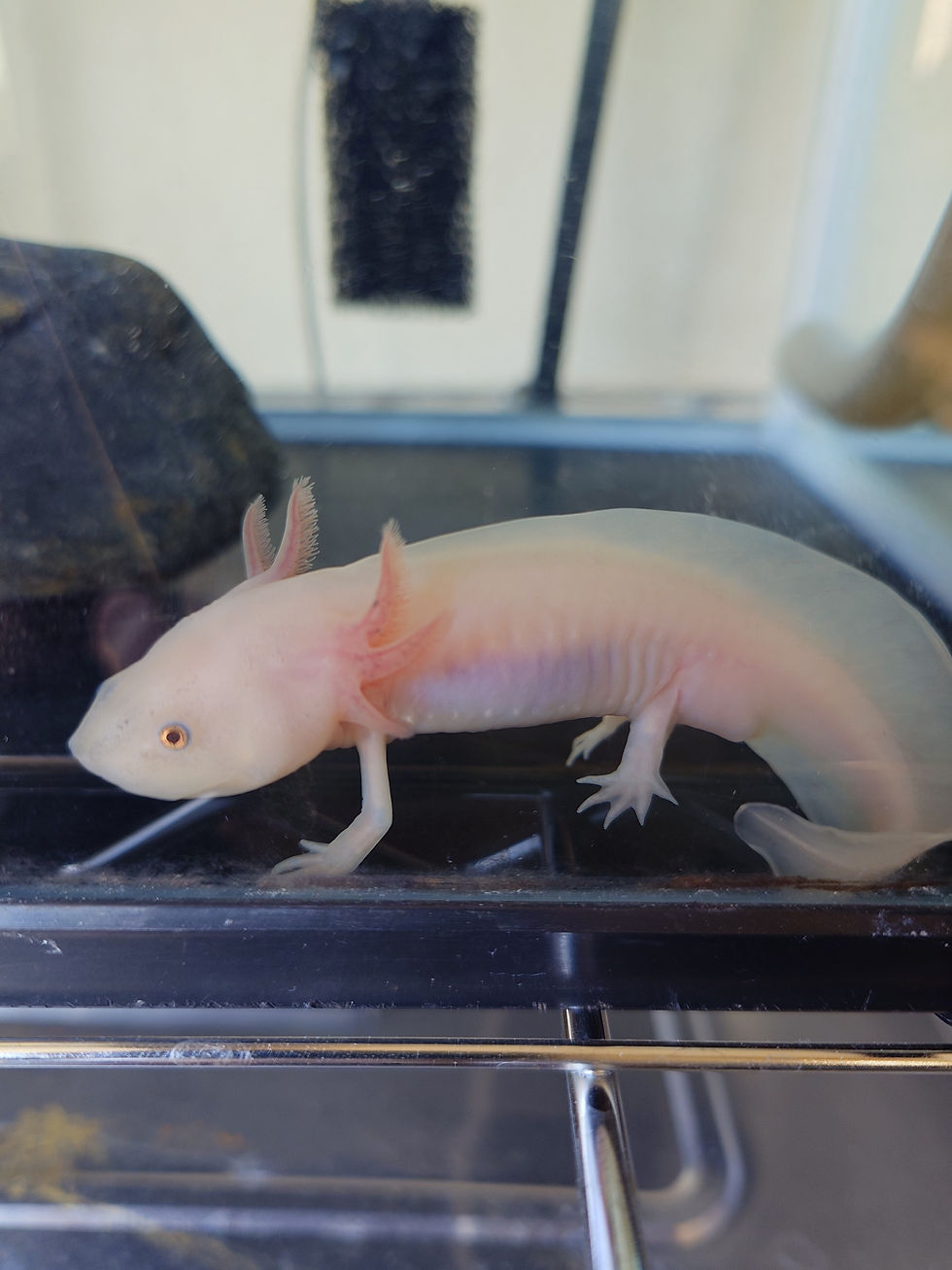 【当店のウーパールーパー 驚くべき再生能力】