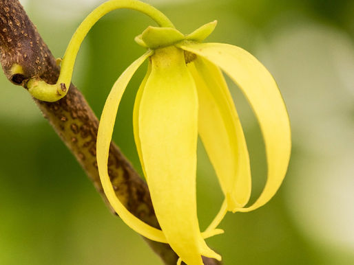 Moisturizing "Flower of Flowers"