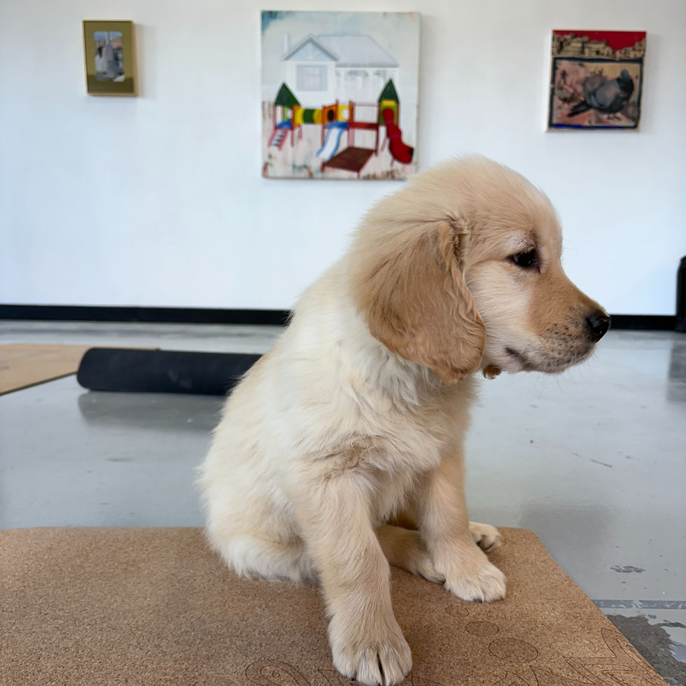 PUPPY YOGA AT BLENDER STUDIOS (2)
