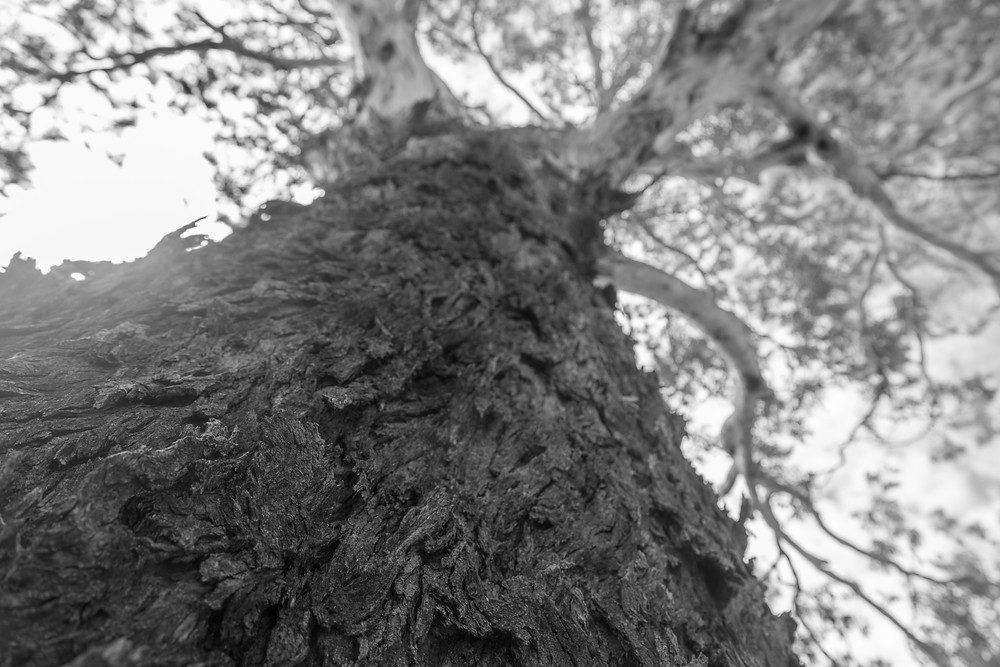A black and white photograph of a Yellow Box gum (Eucalyptus Melliodora) tree in Canberra, Australia. Photograph taken by Megan Kennedy.