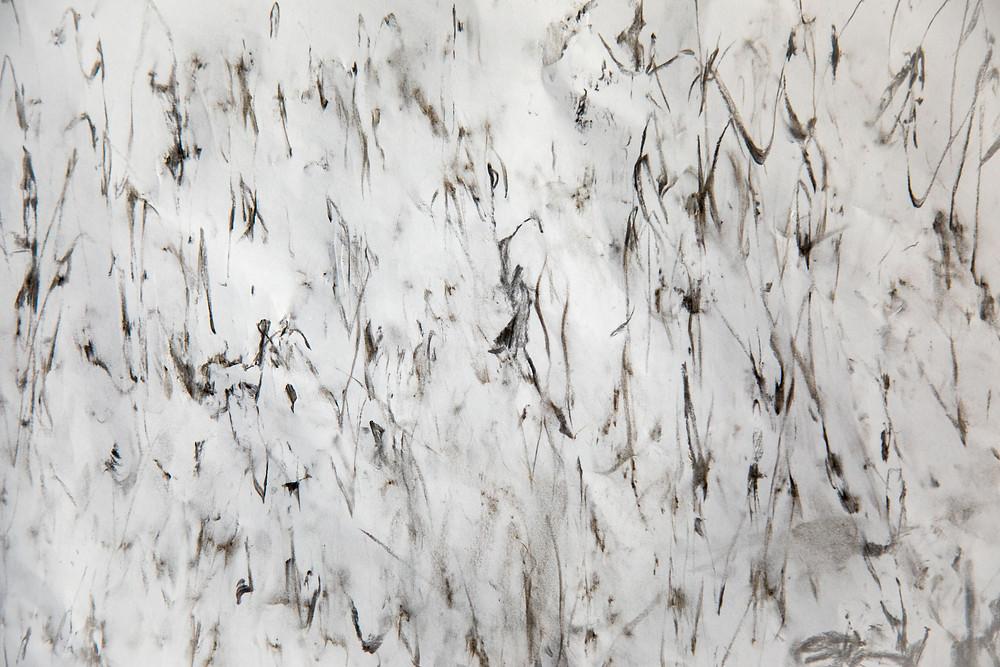 Abstract black charcoal markings mark a white canvas, the manifestations of taking rubbings from a gum tree. Photograph and work by Megan Kennedy.