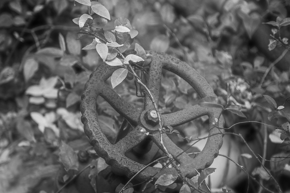 A rusted pump with vines brushing lightly against the metal in the abandoned Jungle Park in Japan. Photograph by Megan Kennedy