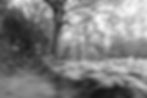 ICM intentional camera movement photography forest gum tree black and white megan kennedy