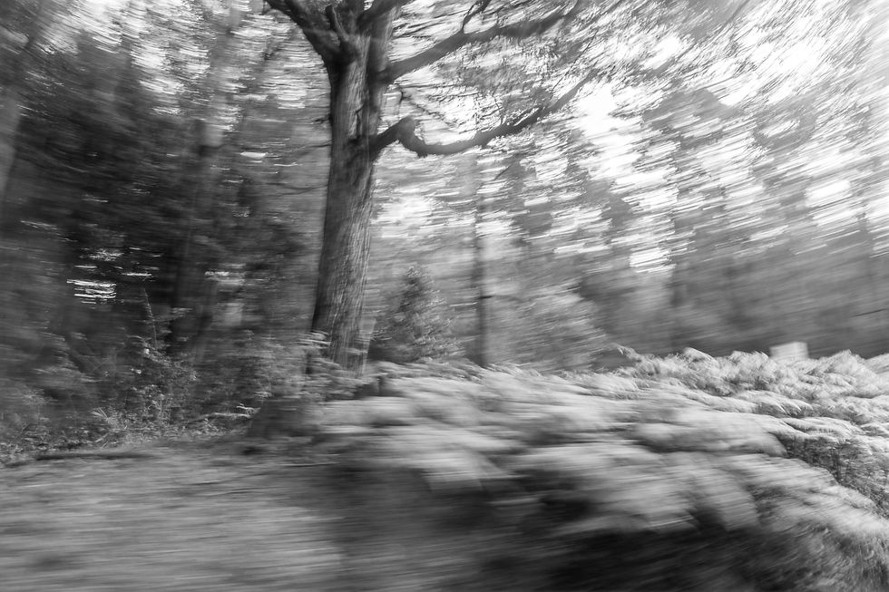 ICM intentional camera movement photography forest gum tree black and white megan kennedy