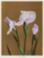 Iris Kæmpferi (1896) by Kazumasa Ogawa iris28 iris28.art