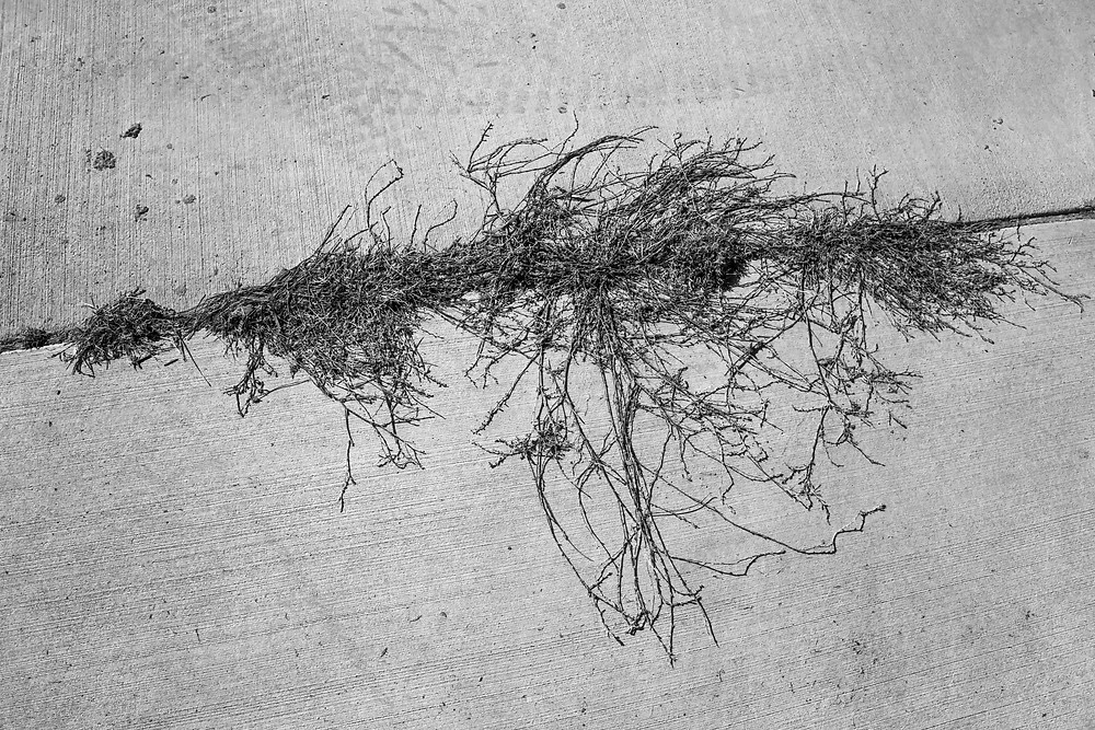 A black and white photograph of vines growing through the control joints of a path. Taken by Megan Kennedy