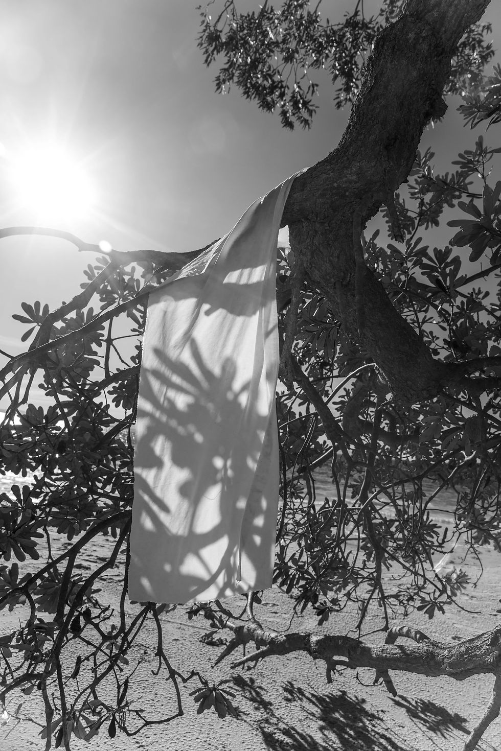 A black and white photograph taken by textile artist and photographer Megan Kennedy. Cloth draped on a tree branch with sun casting shadows on it. Bright sun in sky, beach and sea in the background, creating a serene mood.