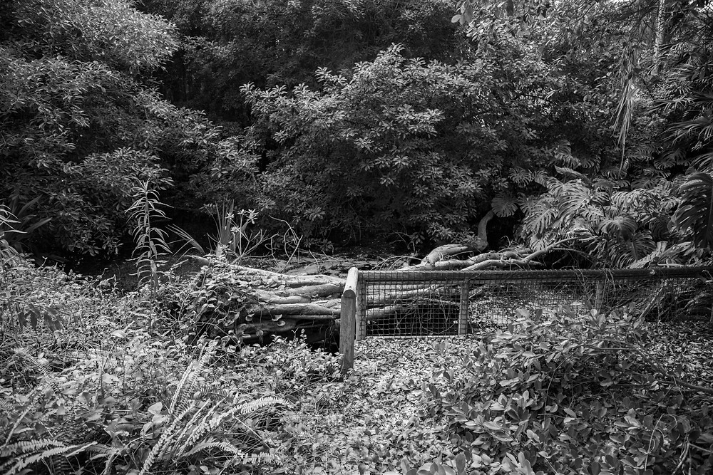Found while urbexing the abandoned Jungle Park on the Irozaki Peninsula, Japan, trees collapsed in a pond. Photographed by Megan Kennedy