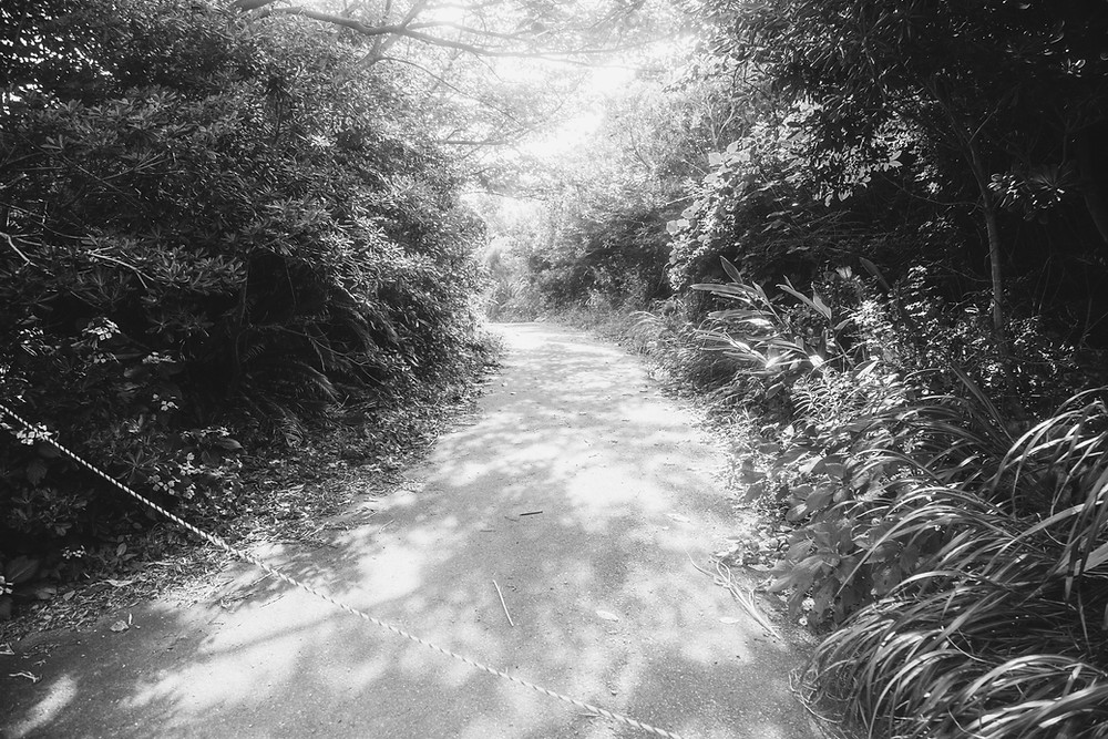 A black and white photograph depicting a path trailing off into dense greenery at the now-demolished Jungle Park in Japan. Photograph by Megan Kennedy.