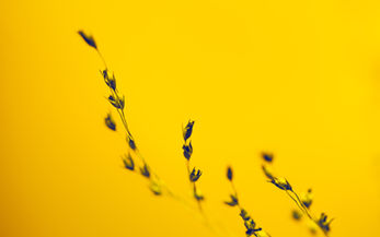Self-Expression in Photography