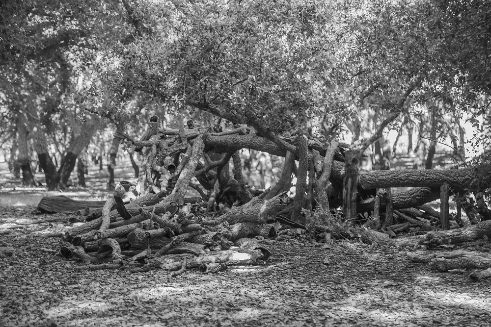 A fallen cork oak tree in the National Canberra Arboretum forest photographed in black and white by Megan Kennedy