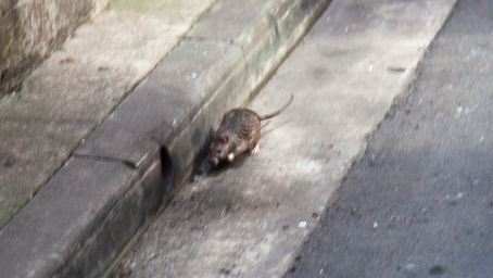 Gutter Pup