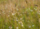 herbal.meadow.kymare.jpg