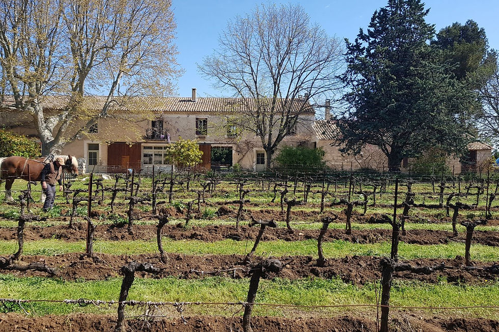 Visitez les vignes du Mas de l'Arboras.jpg