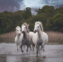 Eve.L Photography - (55).webp