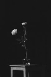 Les Deux Pivoines - Tirage papier, contrecollage sous plexi - 60*90cm -2023