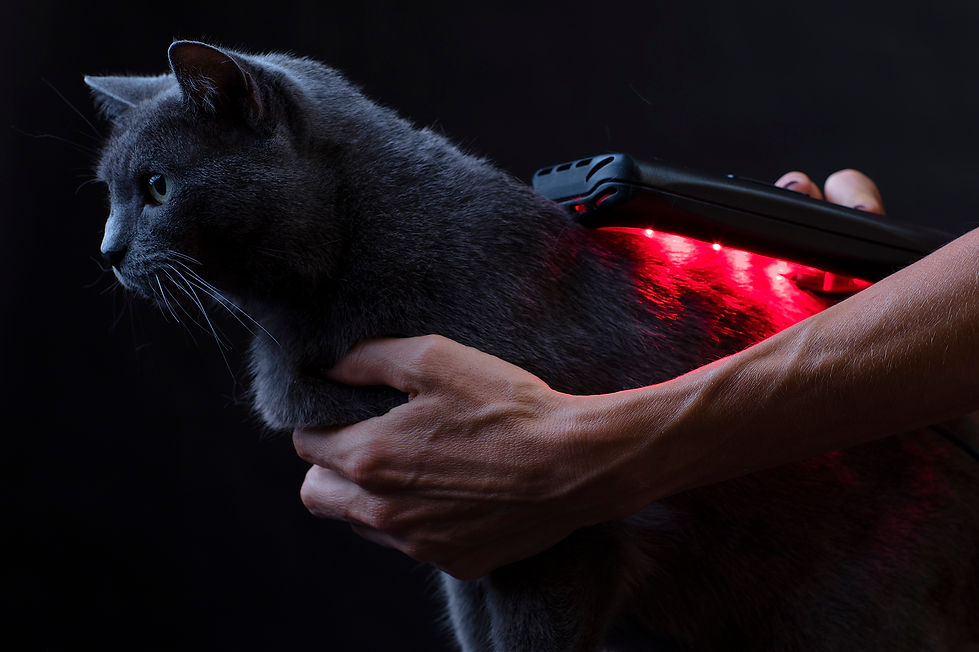 Animal Laser Therapy & Infrared LED Lights