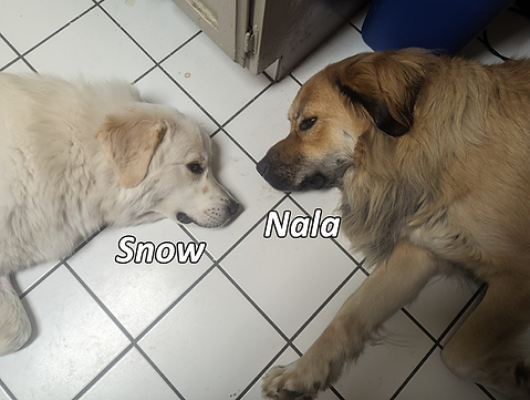 Snow Nala.png