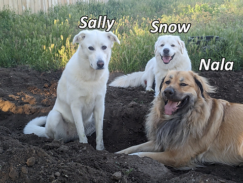 Sally Snow Nala.png