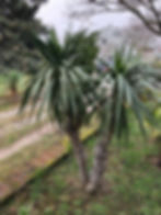 Yucca mit Stamm