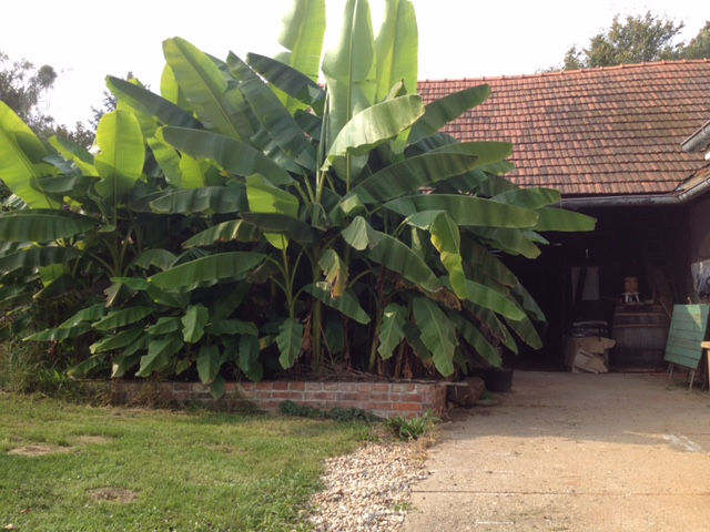 Bananenpflanzen