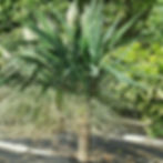 Yucca