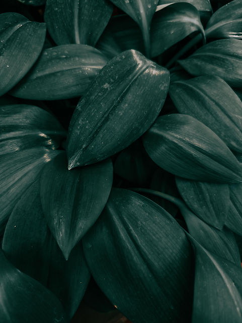 pexels-dids-19200766.jpg