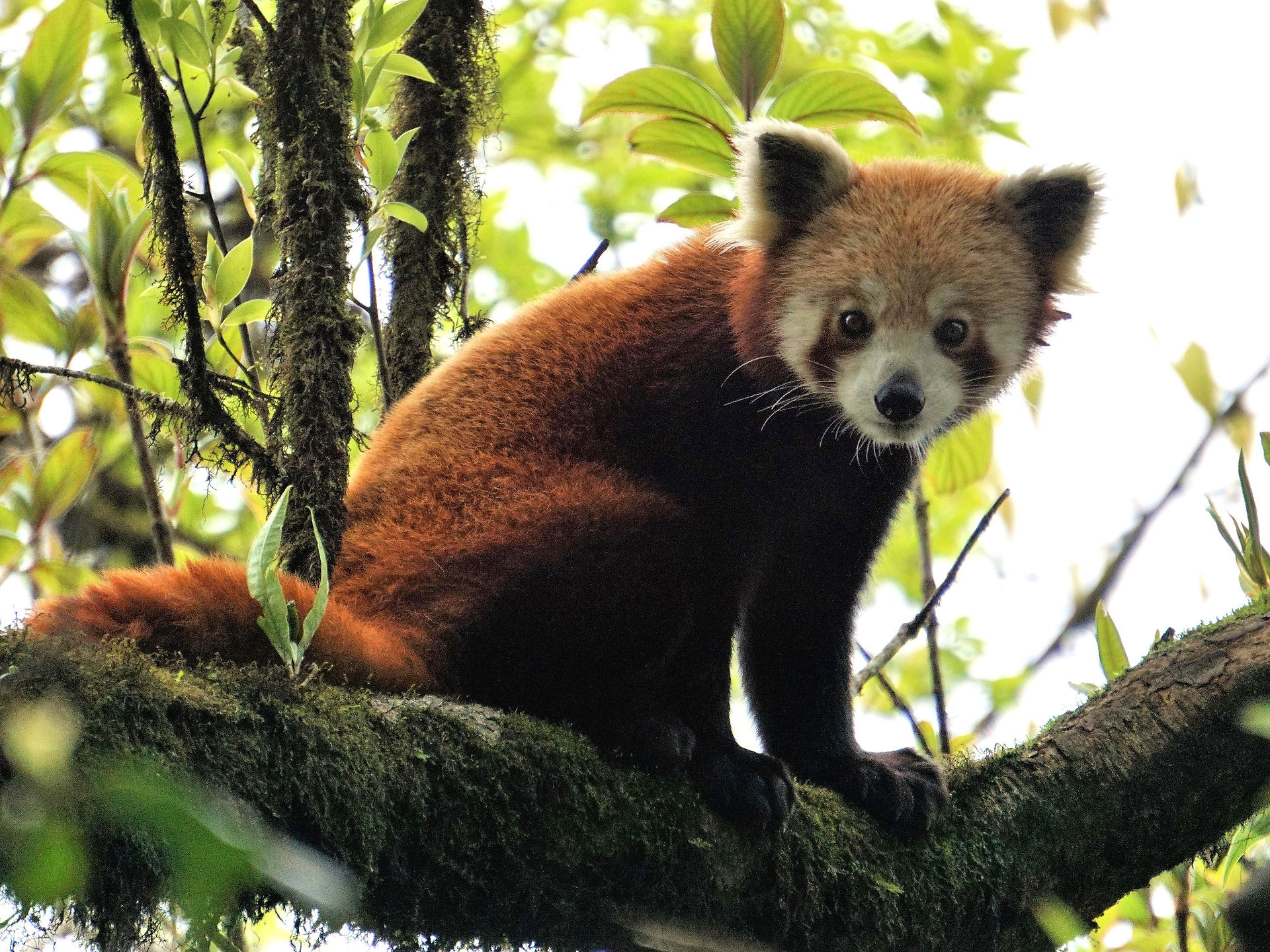 Red panda