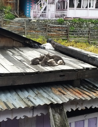Kittens bask in the sun
