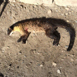 Dogs kill wildlife