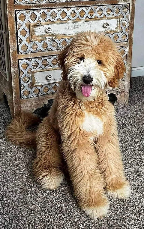 Goldendoodle mom