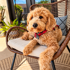 Is Your Doodle a Little Bit… You? 😂