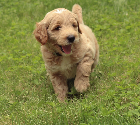 puppy playing in grass