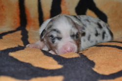 Andromeda-zarezerwowana