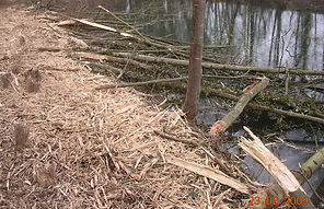 DSCN2740.JPG