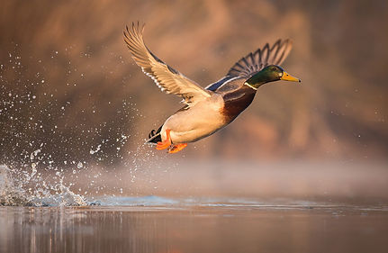 canard-colvert.jpg