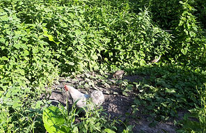 20190627_082220.jpg