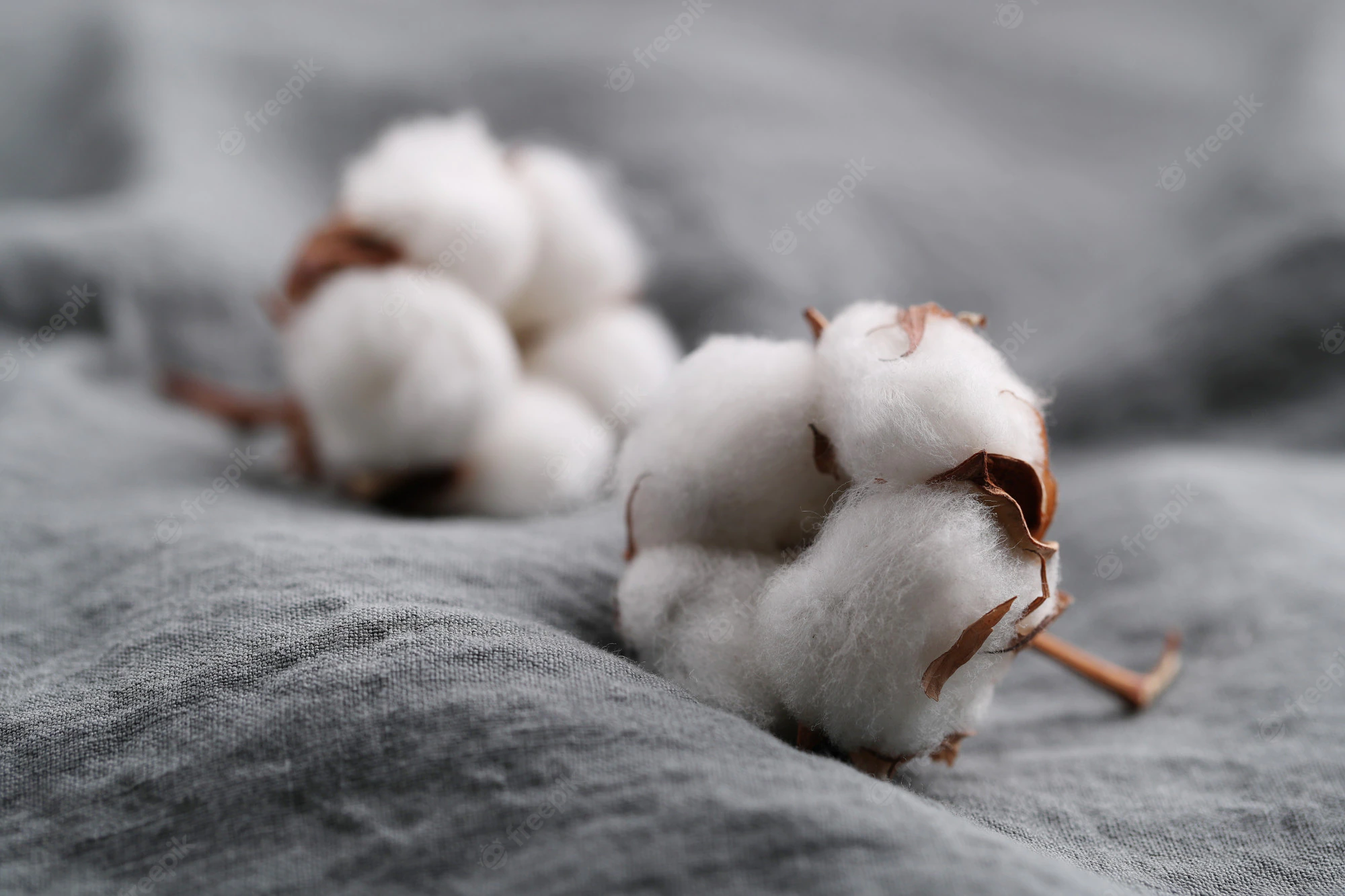 cotton-flowers_144627-37418.webp