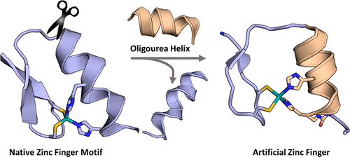 JACS-2019-Foldamer.gif